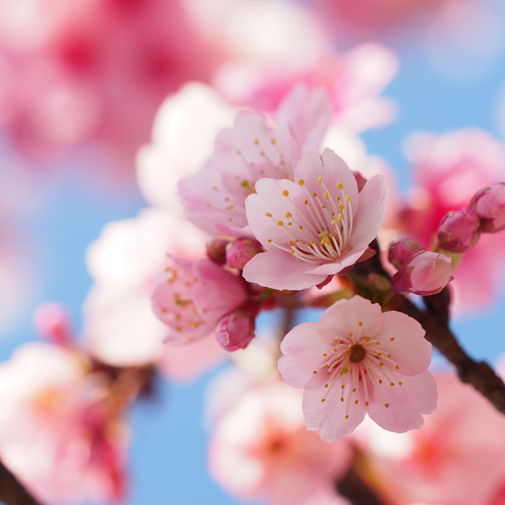 奈良県産蜂蜜【桜】