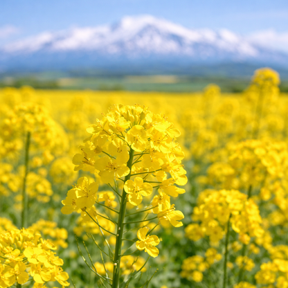 北海道産はちみつ「菜の花」140g