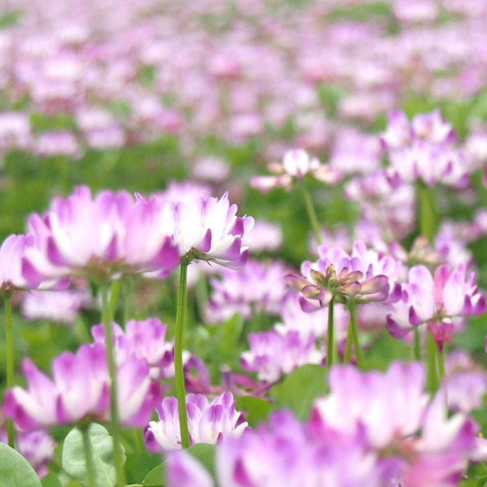 岐阜県産はちみつ「蓮華」140g