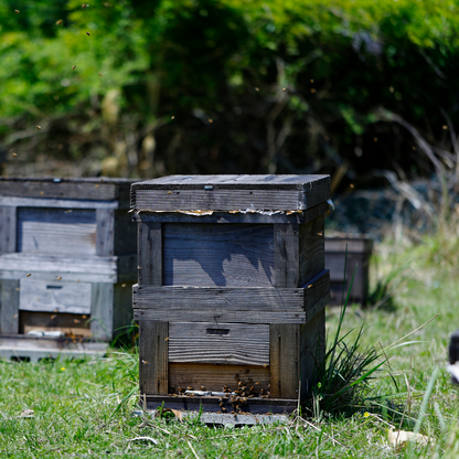 奈良県産蜂蜜【桜】